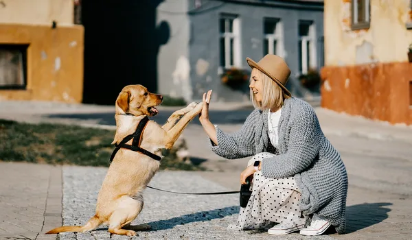Pet-Friendly Apartment Living Guide for Medavakkam 2026